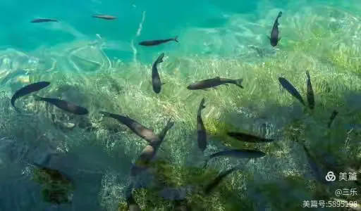 鱼翔浅底图片